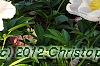Paeonia 'Belvedere Princess', habit