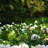 Paeonia 'Belvedere Princess', habit