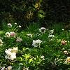 Paeonia 'Belvedere Princess', habit