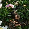 Paeonia 'Belvedere Princess', habit