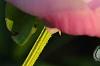 Paeonia 'Belvedere Princess', flowers