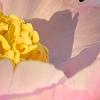 Paeonia 'Belvedere Princess', flowers