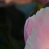 Paeonia 'Belvedere Princess', flowers