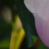 Paeonia 'Belvedere Princess', flowers
