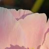 Paeonia 'Belvedere Princess', flowers