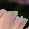 Paeonia 'Belvedere Princess', flowers
