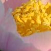 Paeonia 'Belvedere Princess', flowers