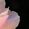 Paeonia 'Belvedere Princess', flowers