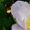 Paeonia 'Belvedere Princess', flowers