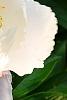 Paeonia 'Belvedere Princess', flowers