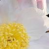 Paeonia 'Belvedere Princess', flowers