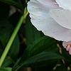 Paeonia 'Belvedere Princess', flowers