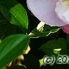 Paeonia 'Belvedere Princess', flowers
