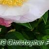 Paeonia 'Belvedere Princess', flowers