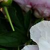 Paeonia 'Belvedere Princess', flowers