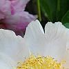 Paeonia 'Belvedere Princess', flowers