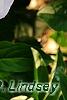 Paeonia 'Belvedere Princess', flowers