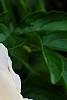 Paeonia 'Belvedere Princess', flowers