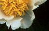 Paeonia 'Krinkled White', flowers