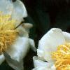Paeonia 'Krinkled White', flowers