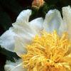 Paeonia 'Krinkled White', flowers