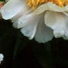 Paeonia 'Krinkled White', flowers