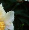 Paeonia 'Krinkled White', flowers