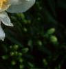 Paeonia 'Krinkled White', flowers