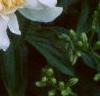 Paeonia 'Krinkled White', flowers