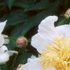 Paeonia 'Krinkled White', flowers