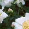 Paeonia 'Krinkled White', flowers