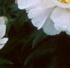 Paeonia 'Krinkled White', flowers