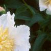 Paeonia 'Krinkled White', flowers