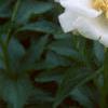 Paeonia 'Krinkled White', flowers