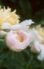 Paeonia 'Krinkled White', flowers