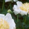 Paeonia 'Krinkled White', flowers