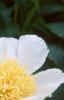 Paeonia 'Krinkled White', flowers