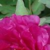 Paeonia 'Hana-Daigan', flowers
