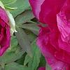 Paeonia 'Hana-Daigan', flowers