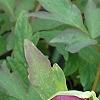 Paeonia 'Hana-Daigan', flowers