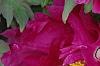 Paeonia 'Hana-Daigan', flowers
