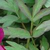Paeonia 'Hana-Daigan', flowers
