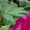 Paeonia 'Hana-Daigan', flowers
