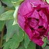 Paeonia 'Hana-Daigan', flowers