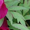 Paeonia 'Hana-Daigan', flowers
