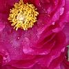 Paeonia 'Hana-Daigan', flowers