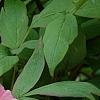 Paeonia 'Hatsu-Hinode', flowers