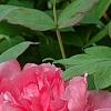 Paeonia 'Hatsu-Hinode', flowers