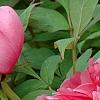 Paeonia 'Hatsu-Hinode', flowers