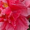 Paeonia 'Hatsu-Hinode', flowers